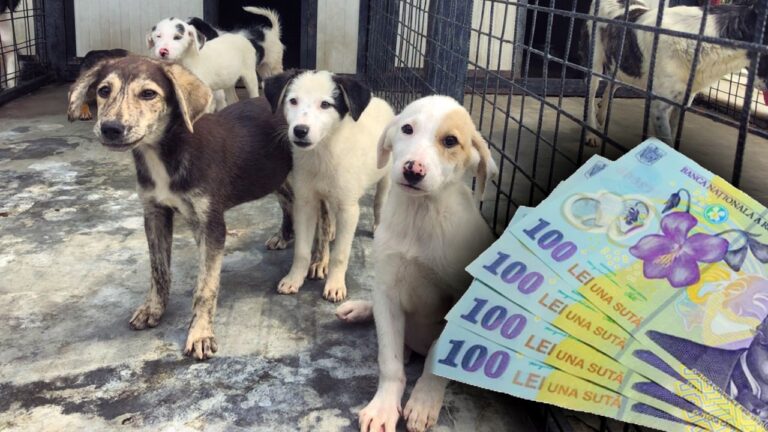 Industria milei: cum fac bani „falșii iubitori de animale” din cerșitul online de donații