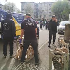 „Haosul care aduce bani: adevărul incomod despre atacurile asupra ecarisajului” Pe cine deranjează, de fapt, firmele de ecarisaj precum ASPA București și  ASPA IVETS?